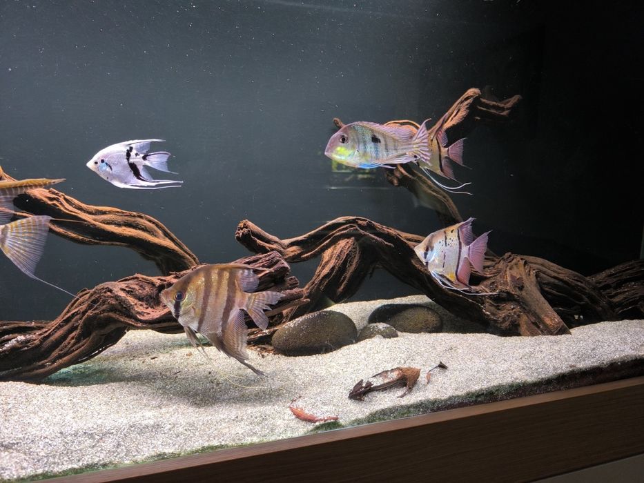 Aquário completo com Móvel