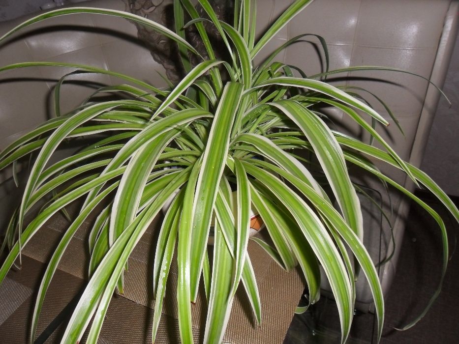 продается хлорофитум  и кротон