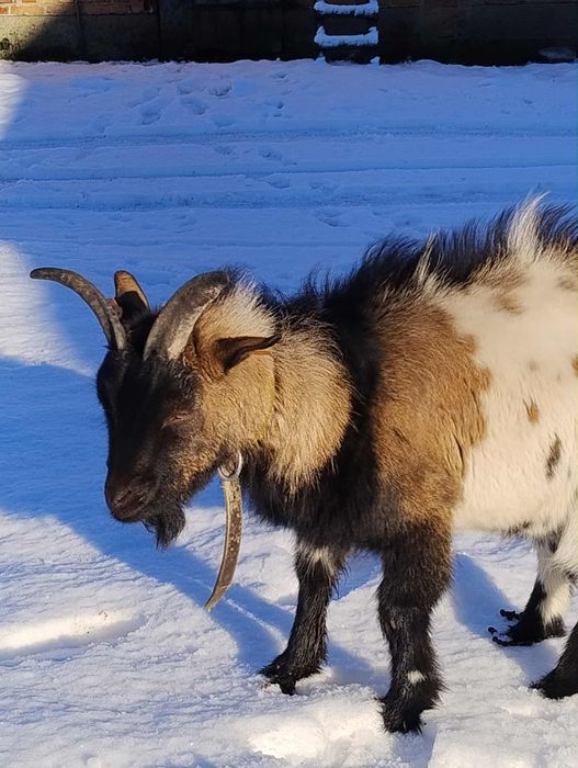 Koza i Kozioł super parka