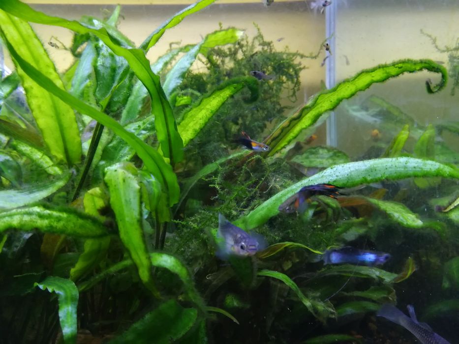 Gupiki Rybki Akwariowe