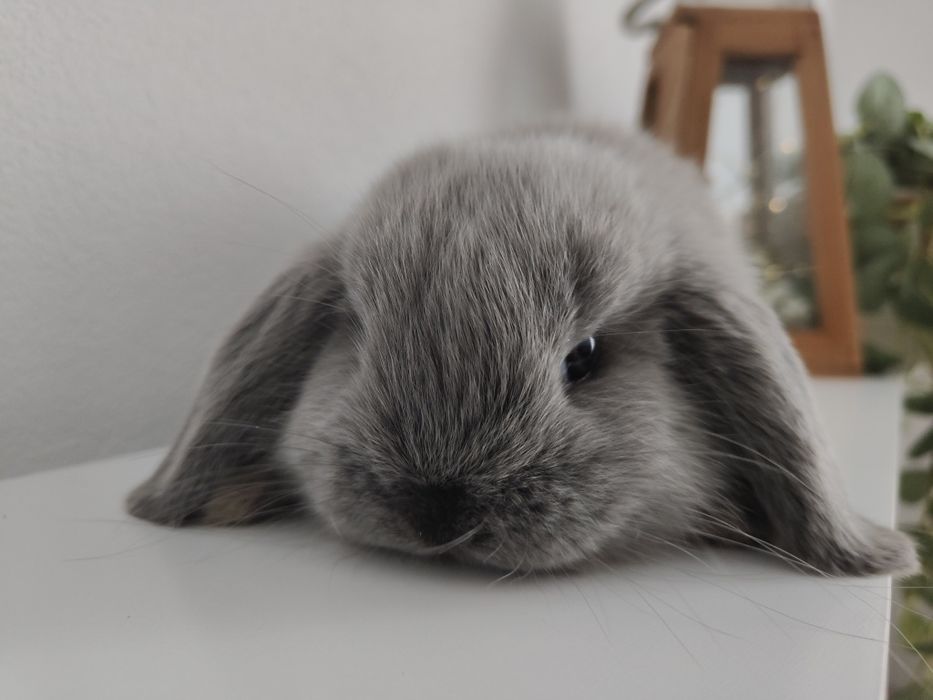 Mini Lop królik gotowe do odbioru