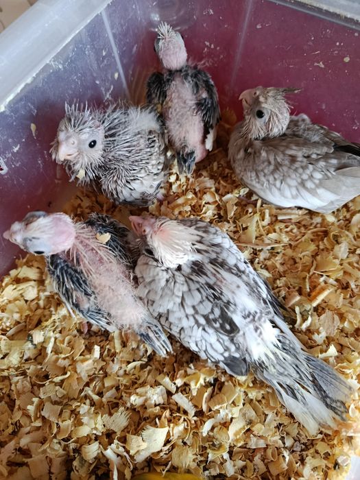 Cedem se agapornis e caturras domesticados