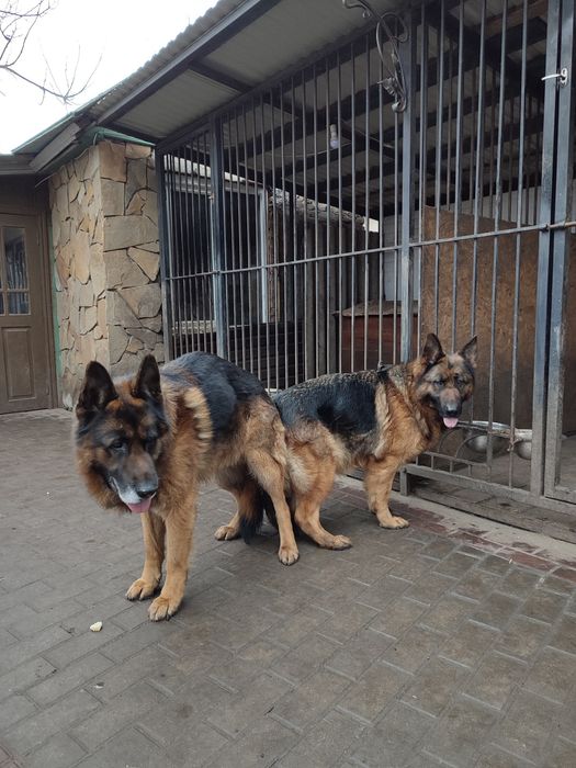 Кобель для вязки