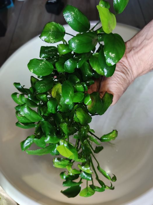 Anubias roślina akwariowa