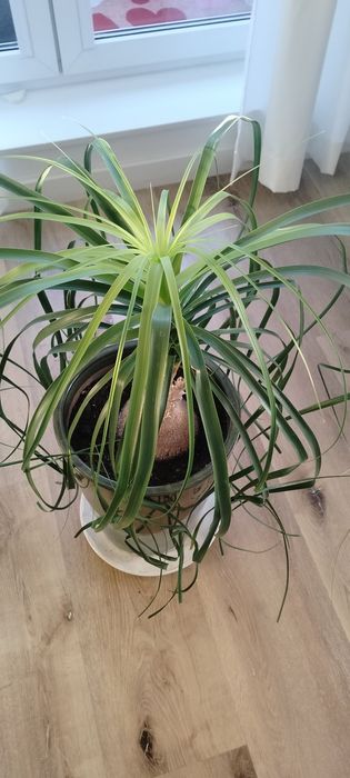 Nolina płożąca / palma