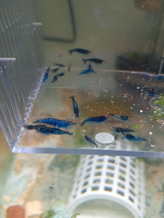 Neocaridinas blue dream OE (orange eyes)