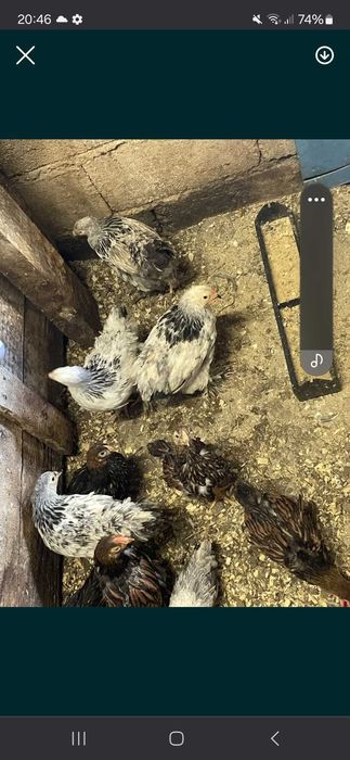 Vendo pintos e frangos brama jersey e cefosa