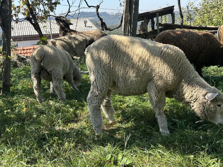 Macho cruzado de p3