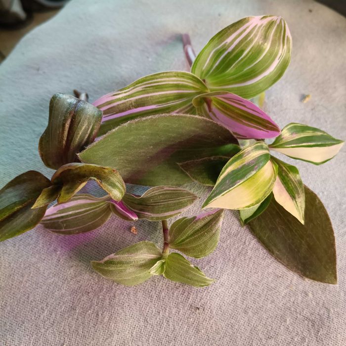 trzykrotki tradescantia 50szt ciętych