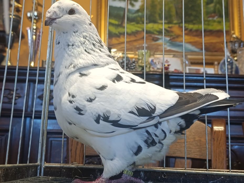 Giant Homer, wysyłam, gołębie ozdobne