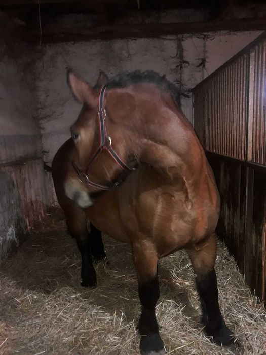 Sprzedam klacz PKZ z klaczką do hodowli. zamiana możliwa dopłata.