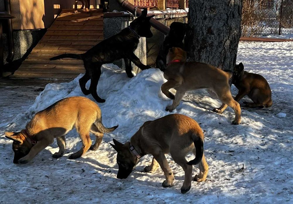 Oddam szczeniaki w typie owczarka belgijskiego