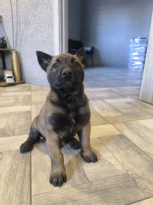 Цуценята Бельгійської вівчарки (Малінуа)