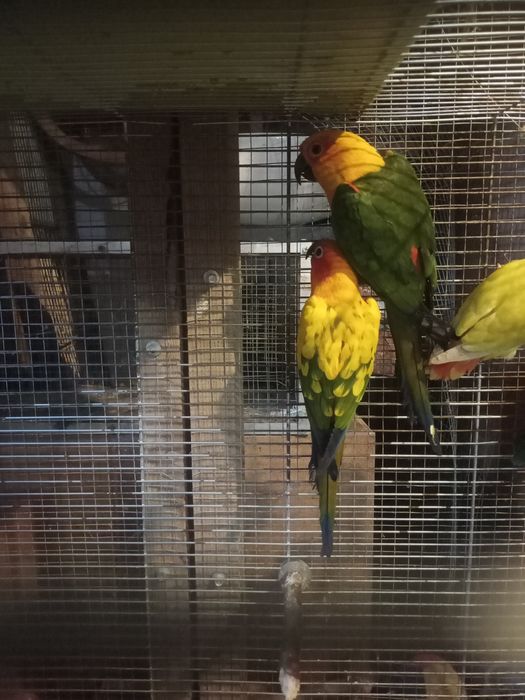 Papugi nierozłączki nimfy aleksandretty