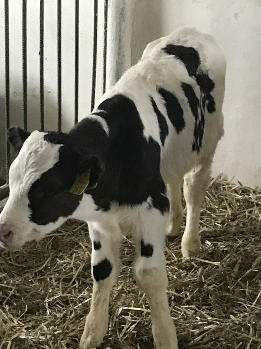 Sprzedam cielaki byczki i jałóweczki z kartami
