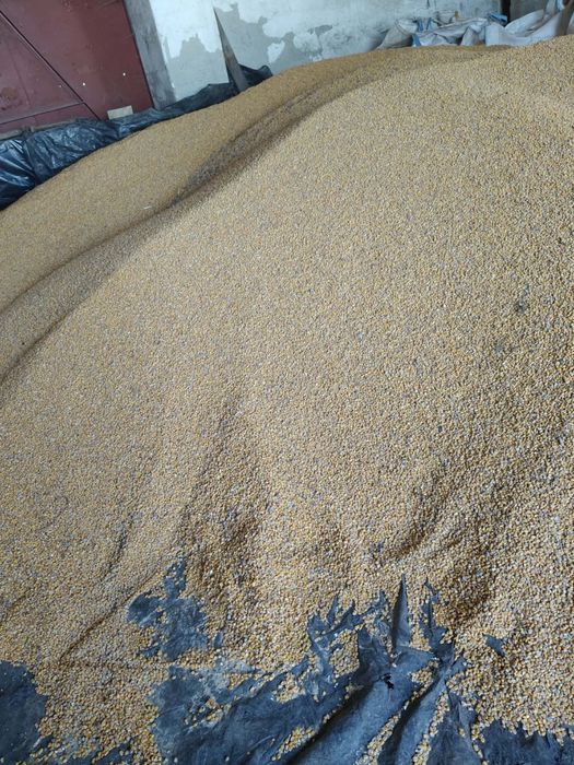 Kukurydza paszowa sucha