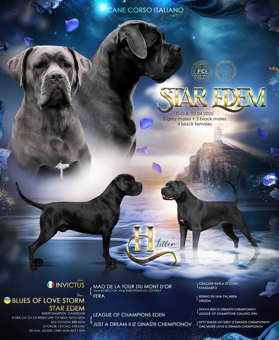 Бронювання елітних хлопчиків та дівчаток. Великий вибір