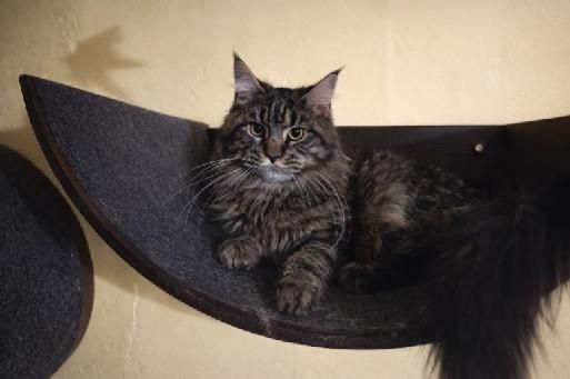 Kocurek Maine Coon