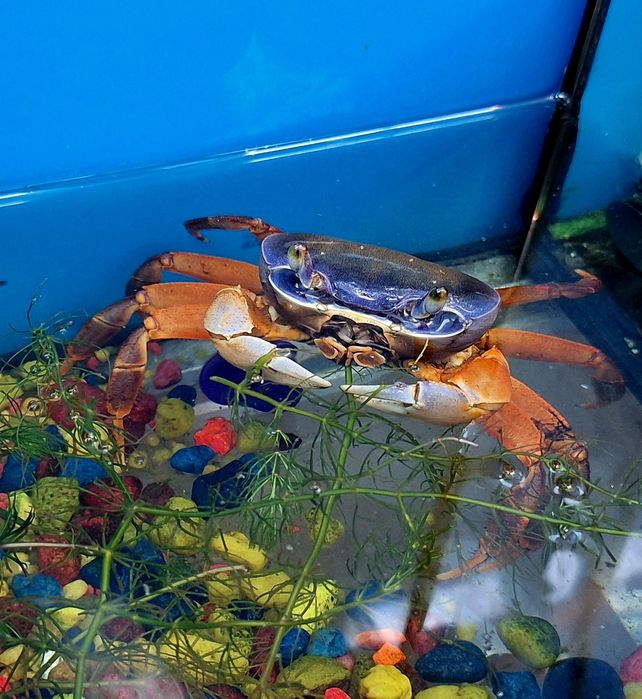 Krab tęczowy kraby krabiki.