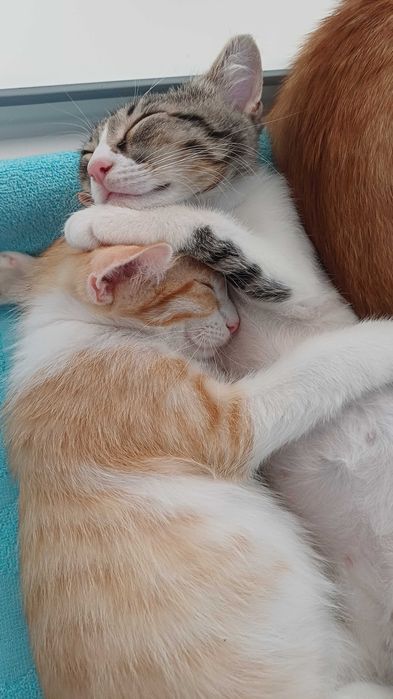 Котята-верные друзья!