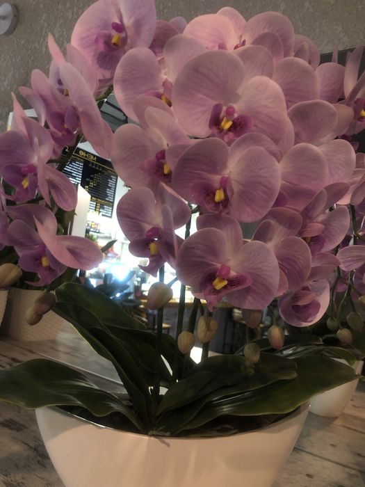 Орхідея латексна в горщику