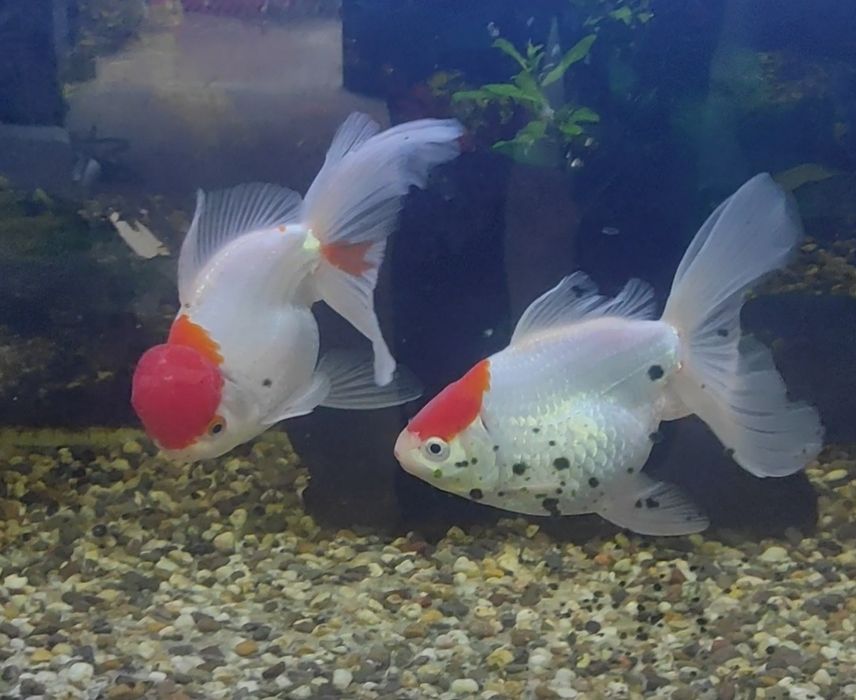 Orandas Adultos Capucho