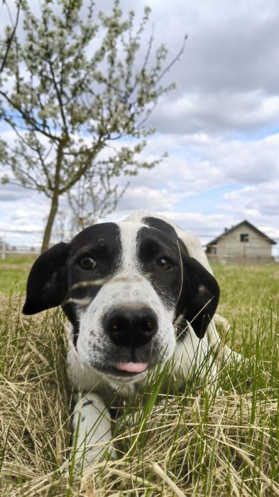Szczeniak do adopcji - suczka