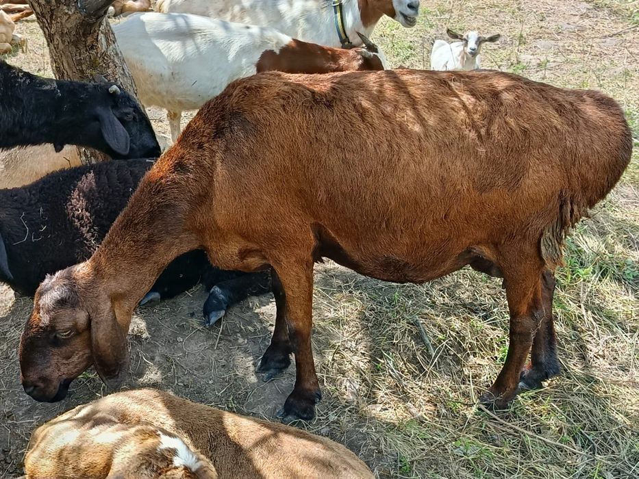 Овцы чистокровной Гисарской породы