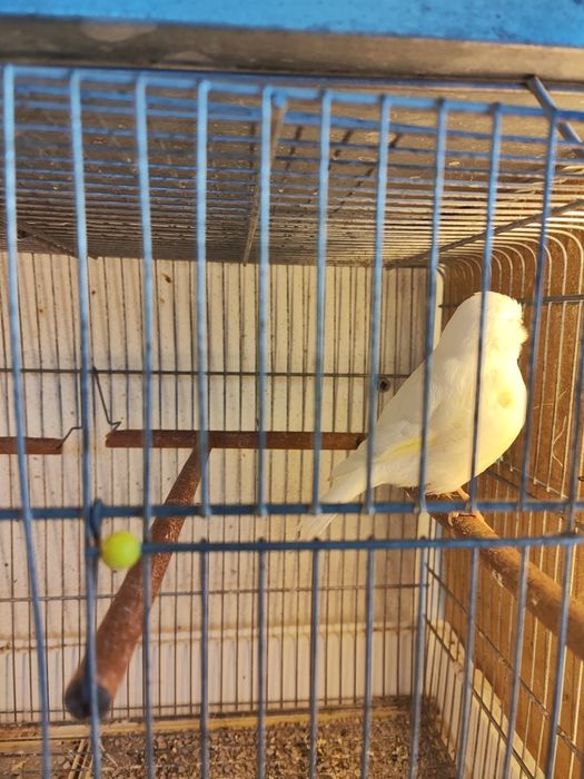 Gloster macho branco