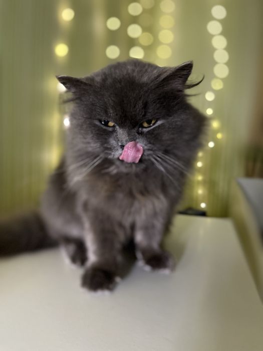 Віддам кішку у добрі руки