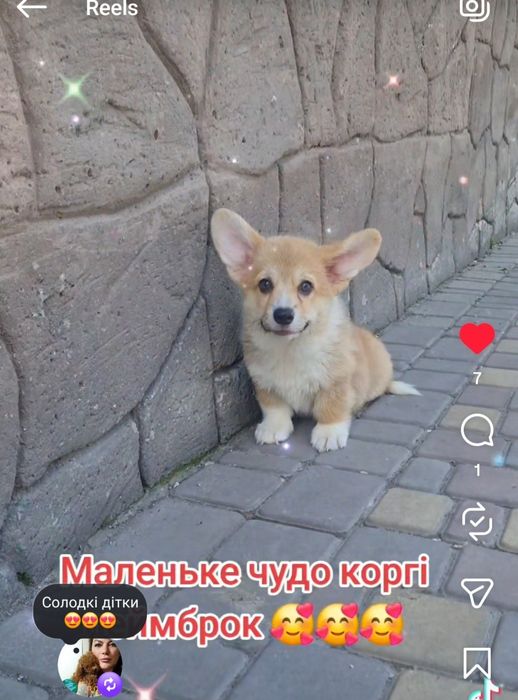 Коргі хлопчики та дівчатка
