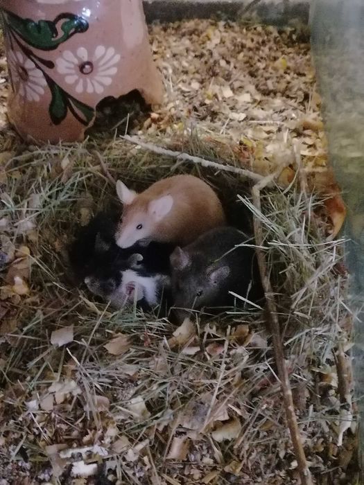 Мышки декоративные мыши разноцветные