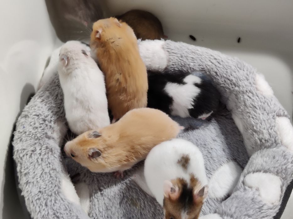 Chomiki syryjskie gładkowłose młode sklep zoologiczny Julianowska 7b