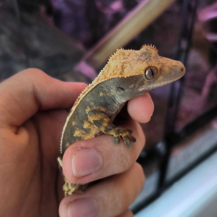 Gekony Orzęsione samce i samice