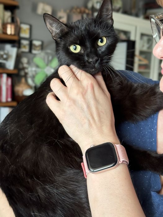Piekna czarna kotka do adopcji