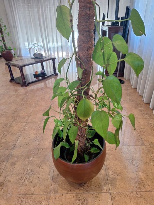 Trepadeiras de interior