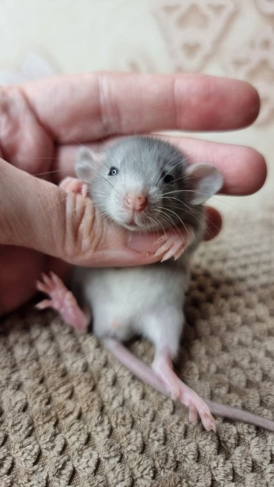 Крыса дамбо мальчики
