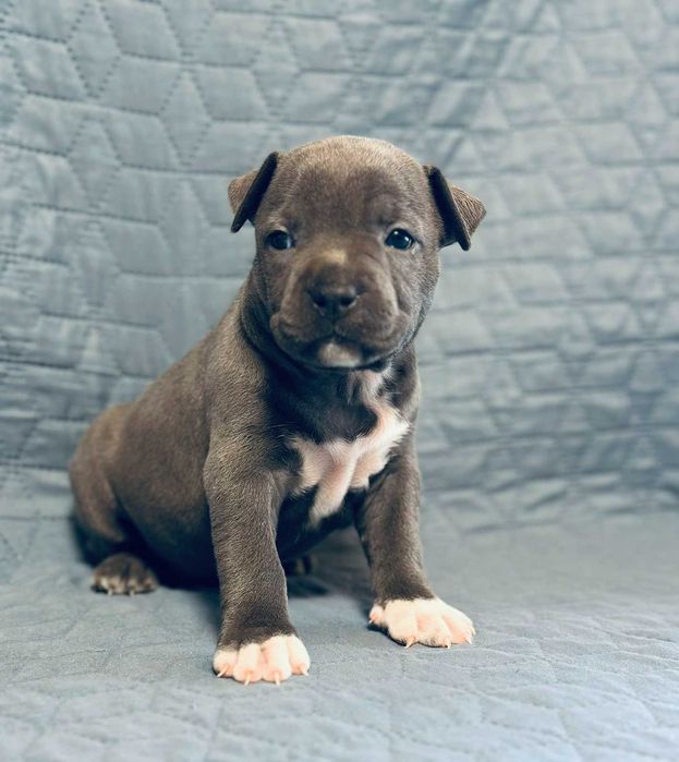 Цуценя АСТ АМСТАФ/ Щенок АМСТАФ АСТ стаффордширский терьер