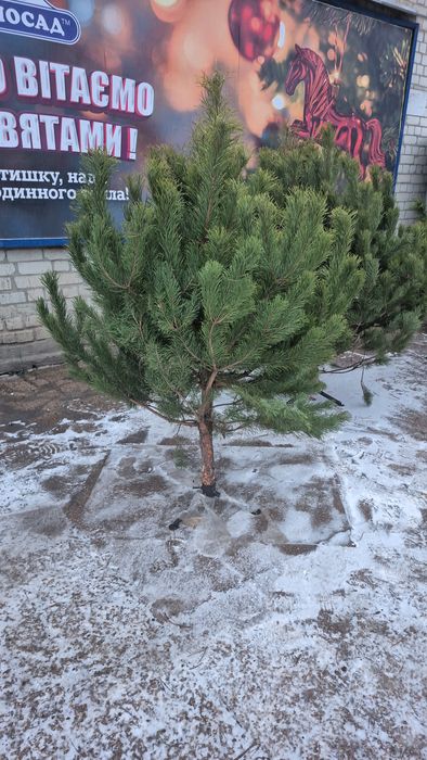 Елки стриженная сосна опт розница