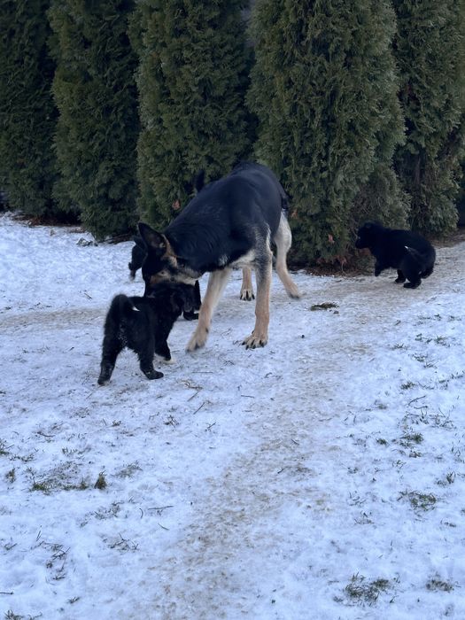 Щенки Східноєвропейської  вівчарки ВЕО