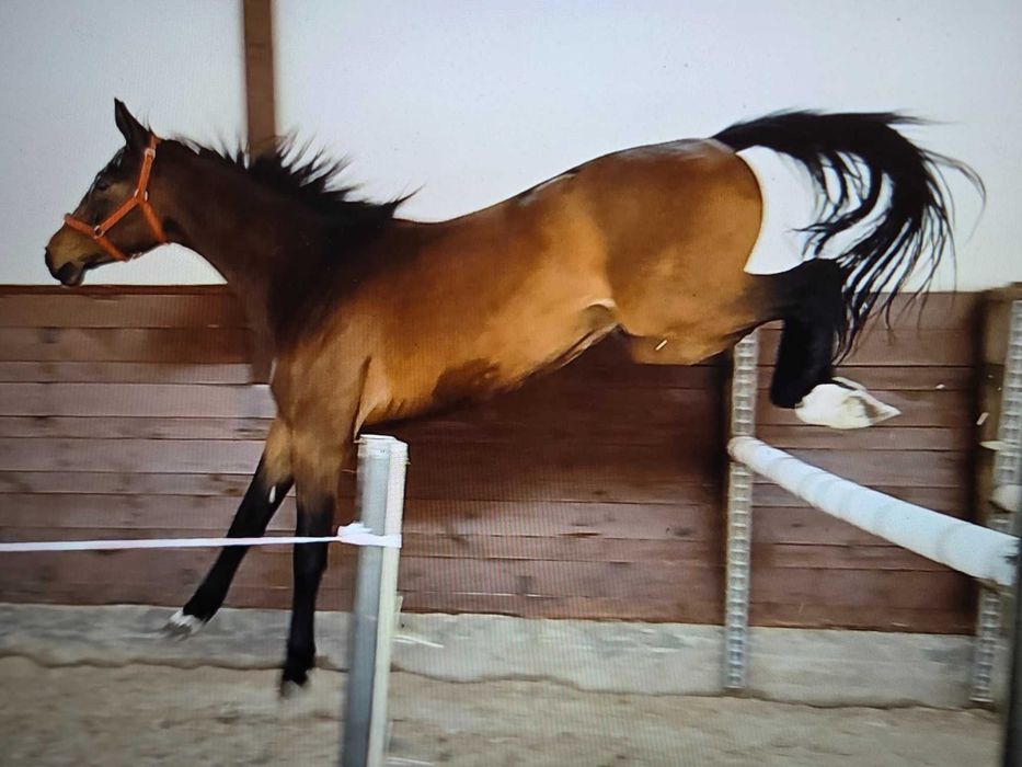 Sprzedam 3,5 latniego wałacha do sportu lub rekraacja