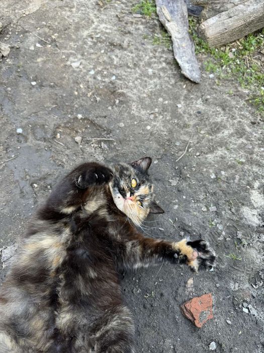 Киця шукає люблячу родину