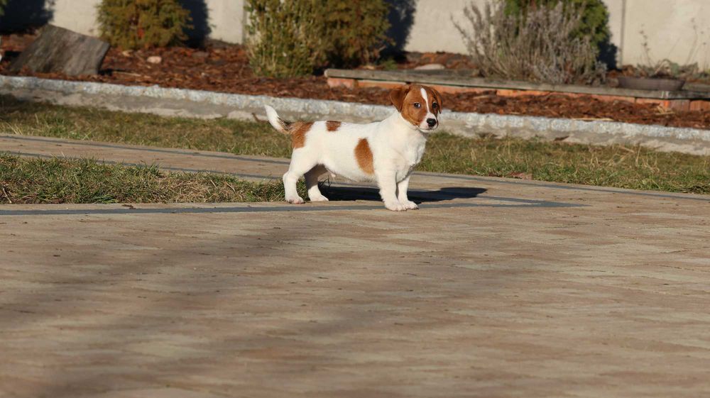 ARES Jack Russell Terrier ZKwP (FCI) -z wzorcowej hodowli piesek