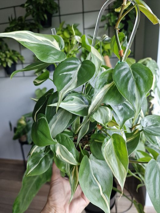 Philodendron Rio