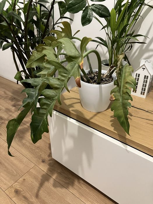 Oddam 3 rośliny doniczkowe za darmo