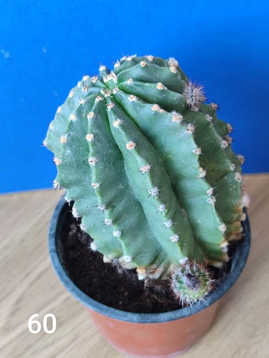 Продам домашні вазони місто Хмельницький