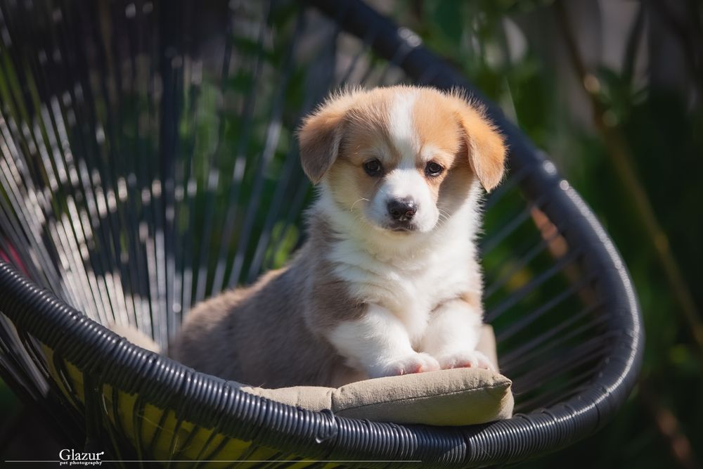 Коргі хлопчик кобель 6 місяців шикарний крутий породний топ вельшкорги