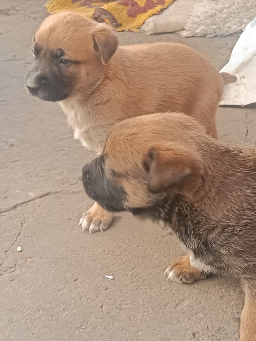 Малинка, щенки продаём