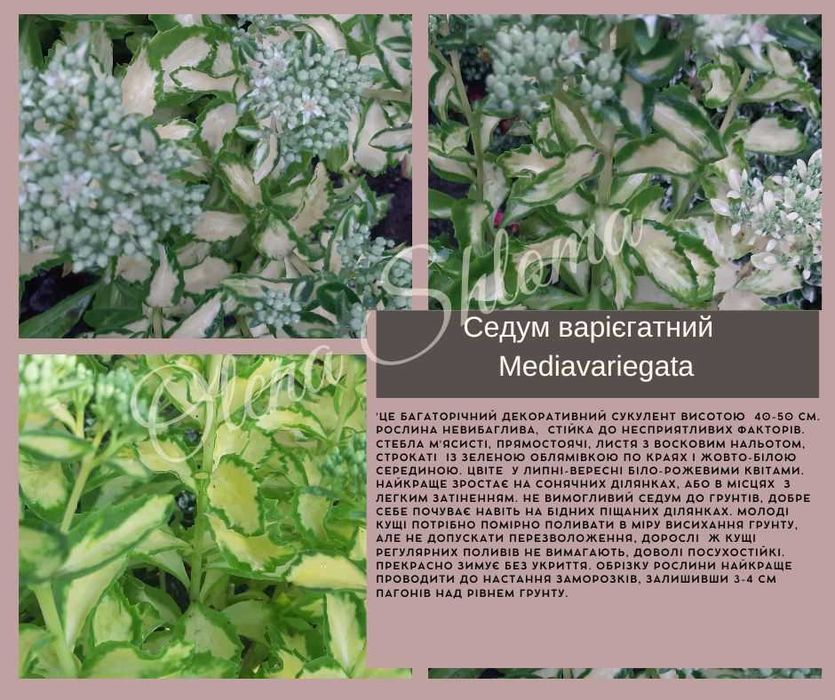 Седум варієгатний