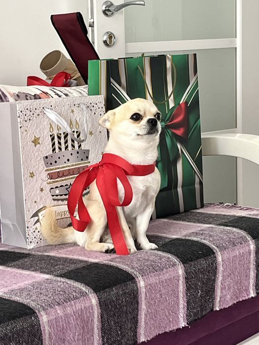 Вязка  чіхуахуа